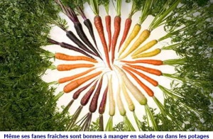 sortes de carottes